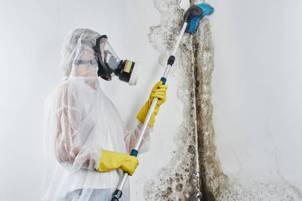 Best Mold Removal Company Near Me  in Buena Vista, MI