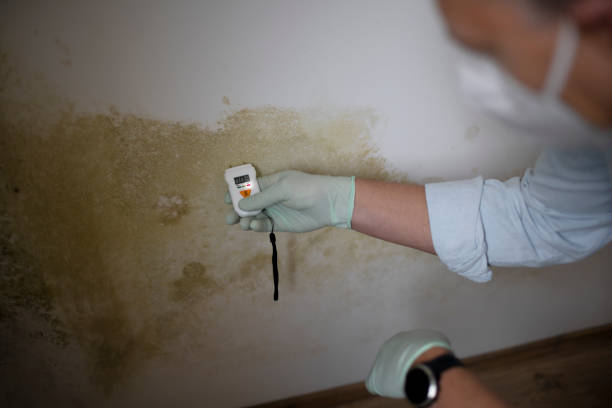 Best Mold Damage Repair  in Buena Vista, MI