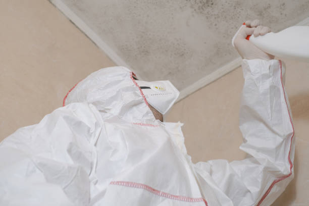 Best Black Mold Removal  in Buena Vista, MI