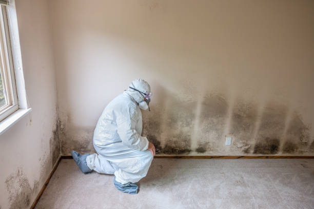 Best Commercial Mold Removal  in Buena Vista, MI