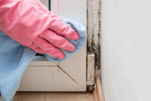 Best Attic Mold Removal  in Buena Vista, MI